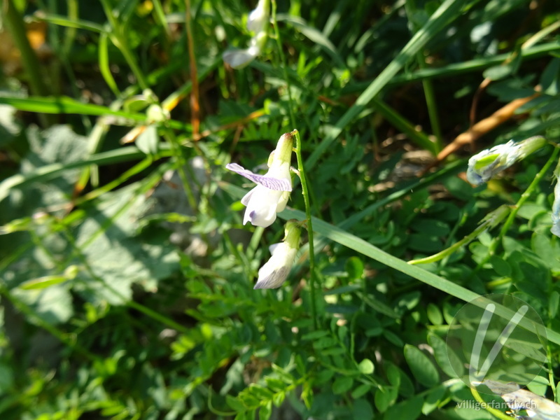 Wald-Wicke: Übersicht